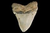 Fossil Megalodon Tooth - North Carolina #147525-2